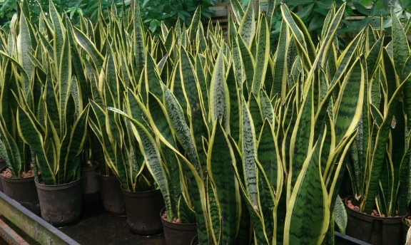 Sansevieria are not really houseplants at all.